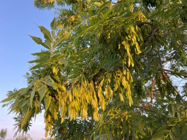 Kül Dalları, Fraxinus Excelsior L. Zengin bir meyve paniğiyle. Şehirler ve parklar için dekoratif ağaç, ormanlarda özgürce yetişir. Dar yapraklı meyve panikleri.