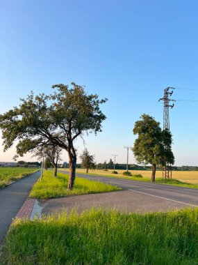 Kırsal kesimdeki yaz tarlalarının manzarası. Akşamın erken saatlerinde güneşli kırsal alan, yol çevresindeki tarlalar ve kaldırımlar ağaçlarla kaplıydı. Çek Cumhuriyeti.