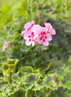 Blooming geranium Smokey Eye White. Pink-purple geranium flowers in green leaves. Balcony flowers.