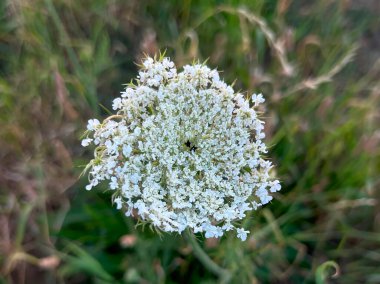 Vahşi havuç, Daucus carota 'dır. Yaygın isimler arasında yabani havuç, Avrupa havucu, kuş yuvası, havuç çiçeği ve Kuzey Amerika 'dan Kraliçe Anne' in danteli yer alıyor. Makro.