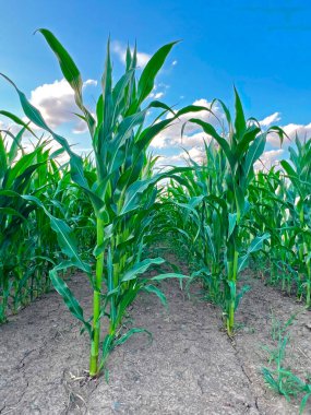 Yazın mısır tarlası. Tarım, bitkilerin yakın görüntüsü, kuru toprak, iklim. Arkaplan.