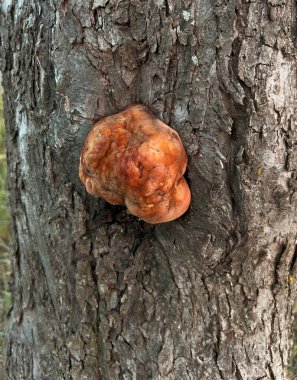 Anason - Gloeophyllum odoratum ve bir damla ağaç reçinesi. Elma ağacı kabuğuna ve karıncalara kabuk damlatan mantar. Özsu, ağaçların salgıladığı tatlı bir sıvı, sarı-kahverengi ve ağacı parazitlerden korur..