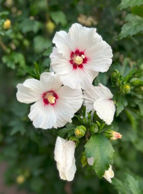 Outdoor garden white hibiscus bush. Group of summer blooming flowers and buds close-up, decorative plant. Background. Frost-resistant Syrian hibiscus.
