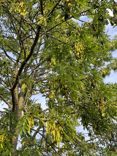 Avrupa külleri, Fraxinus Excelsior L. Ağacın tepesinde zengin bir meyve paniğiyle. Şehirler ve parklar için dekoratif ağaç, ormanlarda özgürce yetişir. Dar yapraklı meyveler ve kahverengi asalak böğürtlenler..