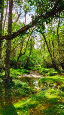 Güzel bir yaz ormanında küçük bir nehri olan yaşlı yeşil ağaçlar.