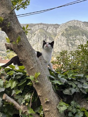 Mutlu hayvanlar sıcak havada yürür.