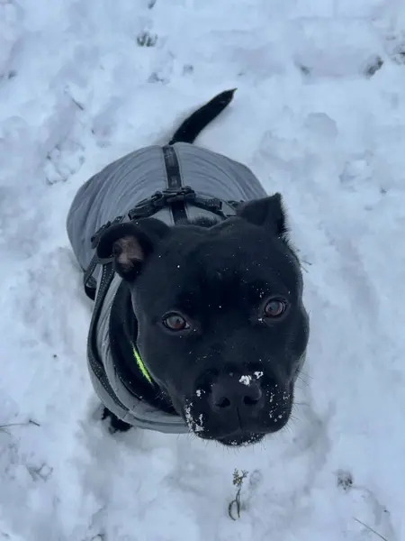 Biraz Staffie ve ilk karı