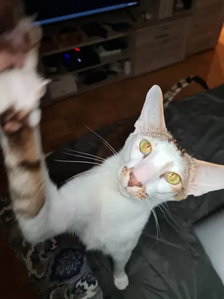 Doğulu şirin Shorthair Kedi Pozisyonu Zarif