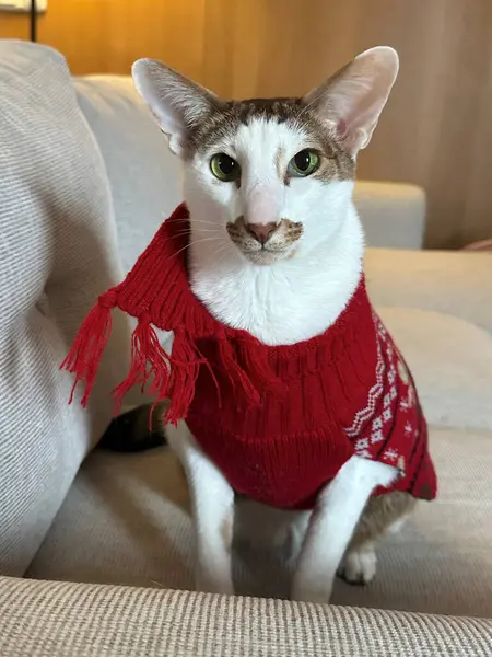 Süveter giyen oryantal kısa hava kedisi