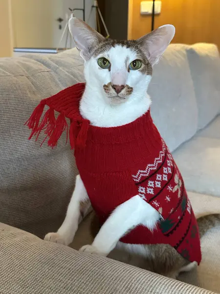 Süveter giyen oryantal kısa hava kedisi