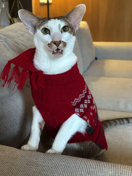 Süveter giyen oryantal kısa hava kedisi