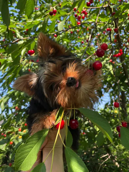 Mutlu hayvanlar sıcak havada yürür.