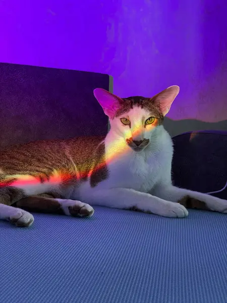 Kedideki gökkuşağı ışığı