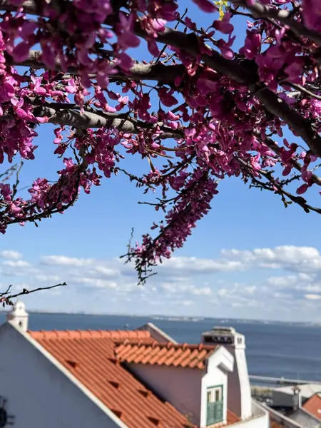 Arka planda geleneksel kırmızı kiremit çatı ve okyanus olan bir ağaçta pembe bahar çiçeklerinin yakın çekimi. Fotoğraf: Lizbon, Portekiz.