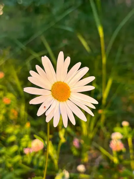 Yeşil çayır arkaplanlı, güneş ışığında Daisy çiçekleri