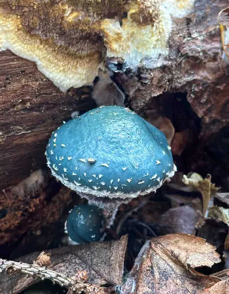 Ormandaki yapraklar ve dallarla çevrili nadir bulunan mavi bir mantarın yakın çekimi..
