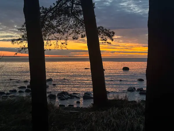 Alacakaranlıkta Çam Ağaçları