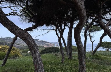 Alacakaranlıkta Çam Ağaçları