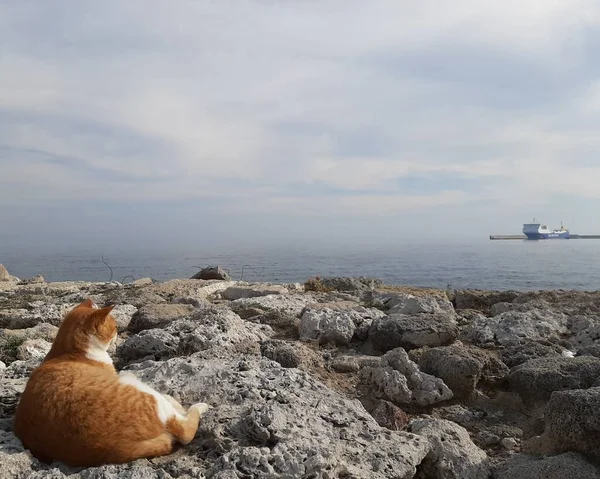 ギリシャのロードス島エーゲ海の目の前の岩の上にある生姜猫 — ストック写真