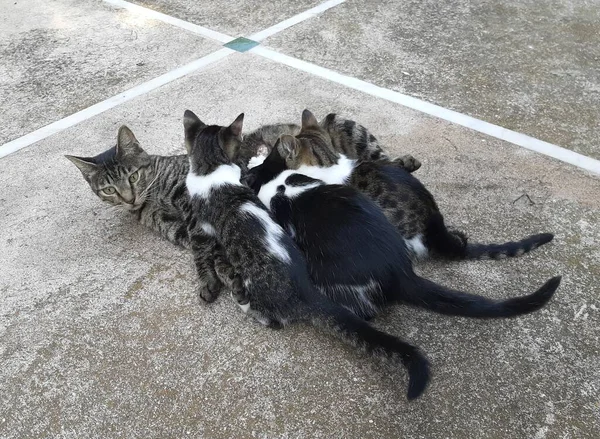 그리스 로도스 에서식하는 육식성 고양이들 — 스톡 사진