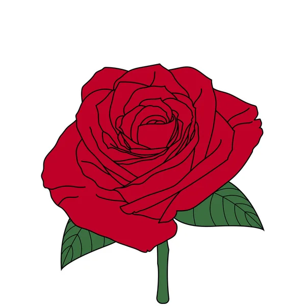 美丽的矢量红玫瑰 绿色叶子 白色背景 为您的植物 有机设计的伟大元素 爱情海报 — 图库矢量图片