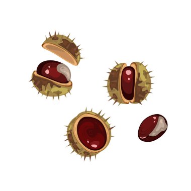 Beyaz arka planda vektör gerçekçi kestaneler. Sonbahar, botanik, organik kavramlar ve projeler için harika bir doğa öğesi..