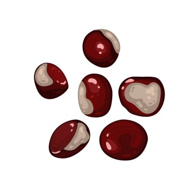 Beyaz arka planda vektör gerçekçi kestaneler. Sonbahar, botanik, organik kavramlar ve projeler için harika bir doğa öğesi..