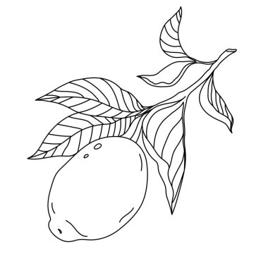 Vektör çizgisi, botanik çizimi. Yapraklı limon.