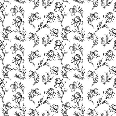 Şeffaf arkaplanda doğrusal gerçekçi papatyalar olan vektör yaz şablonu