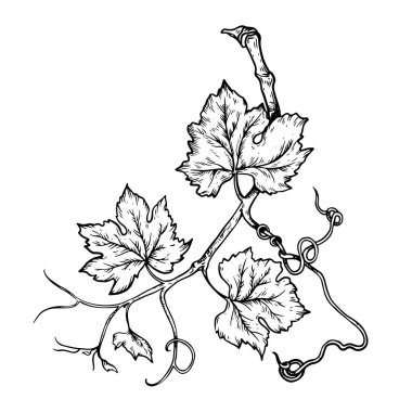 Beyaz arka planda yaprakları olan üzüm çizgisi çizgisi.
