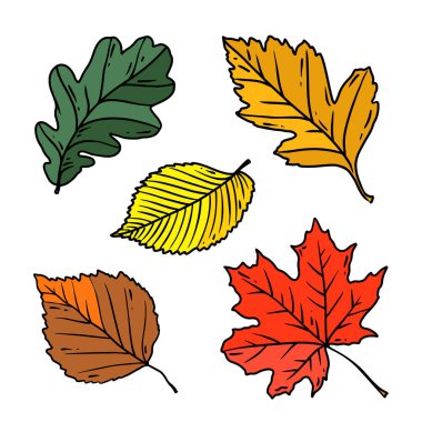Vektör hattı sanat sonbahar yaprakları. Sezonluk tasarım elementi.