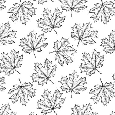 Akçaağaç yapraklı çizgi çizimleri. Siyah beyaz arkaplan.