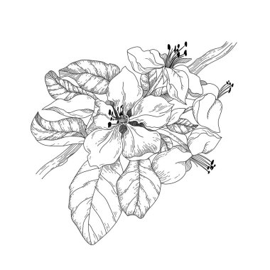 Vektör doğrusal botanik çizimi. Elma çiçeği ve yapraklı dal. Klasik retro tasarım ögesi.