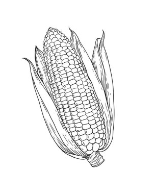 Beyaz arka planda Boynuz koçanı ana hatları. Gravür çizimi. Gıda mahsulü. Tarım ve sağlıklı yiyecekler. Patlamış mısır.