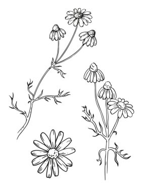 Doğrusal papatya çayı çizimi. Şifalı bitki illüstrasyonu. Bar ya da kafe menüsü tasarımları ve bitki çayı kapağı için ayrıntılı taslak çizimi.