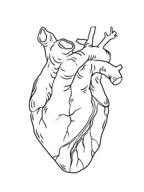 İnsan kalbi çizimi. Çizgi sanatı anatomisi çizimi. İlaç ve sağlık hizmetleri. İnsan organları yapısı.