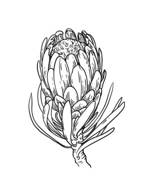 Siyah ve beyaz protea çiçeği. Gerçekçi botanik çizimi. Klasik çiçek kapağı tasarımı