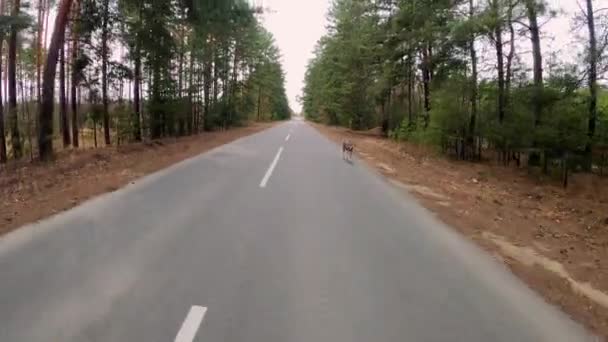 Czechosłowacki Wilczyca Biegnie Wzdłuż Leśnej Drogi Pies Biegnie Przez Las — Wideo stockowe
