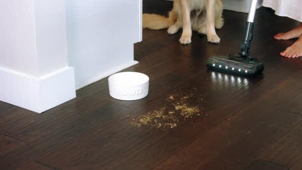 狗和真空吸尘器 吸尘贴合地板 打扫家里的地板 — 图库视频影像