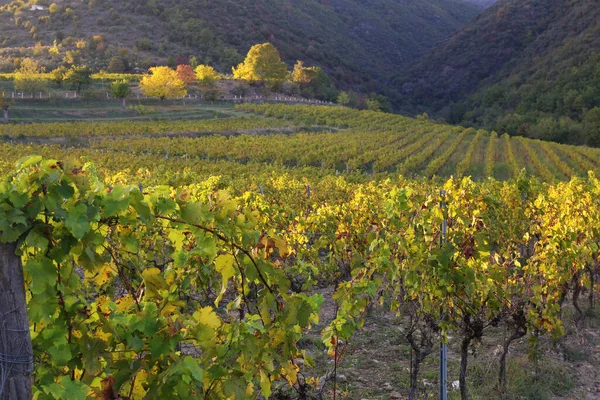 Landschaften Frankreichs Region Ardeche Gelbe Blätter Des Herbstweinbergs Bei Sonnenuntergang — Stockfoto