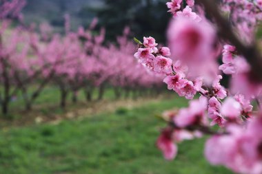 Bahar çiçekli meyve ağaçları. Doğanın güzelliği. Fransa, Ardche departmanı, pembe çiçek açan şeftali ağacı.