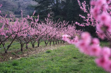 Bahar çiçekli meyve ağaçları. Doğanın güzelliği. Fransa, Ardeche departmanı, pembe çiçek açan şeftali ağacı.