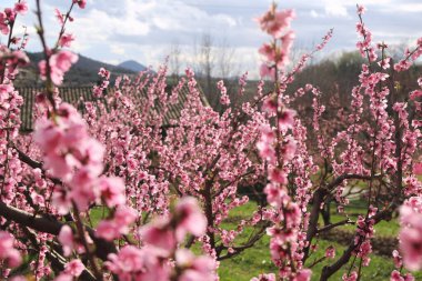 Bahar çiçekli meyve ağaçları. Doğanın güzelliği. Fransa, Ardche departmanı, pembe çiçek açan şeftali ağacı.