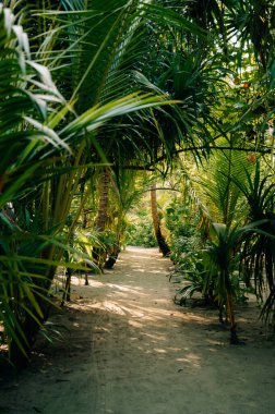 Bereketli tropikal ormanda palmiye ağaçları ve yoğun yeşil yapraklarla uzanan güneşli kum yolu. Ada bitkilerinde barışçıl egzotik doğa yolu, Maldivler