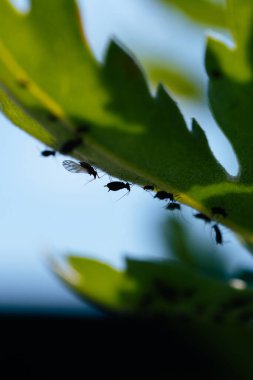 Yeşil bir yaprağın altında siyah yaprak bitlerinin yakın plan fotoğrafı. Kanatlı ve kanatsız böceklerin siluetleri, sığ bir alan derinliğindeki açık mavi gökyüzüne karşı hassas bir tezat oluşturur.