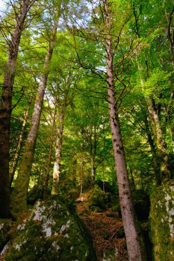 Uzun kozalaklı ağaçların arasındaki yosun kaplı kayalar yoğun yeşil ormanda, gün ışığı altında.