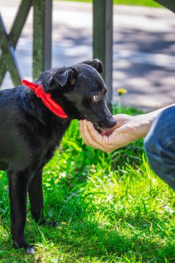 Sıcak yaz gününde insanların elinden köpek suyu içmek. Yaz sıcağı ve hayvanların susuzluğu kavramı.