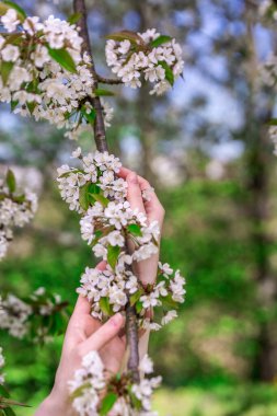 Elma çiçeklerini tutan eller. Elma bahçesinde beyaz çiçekli yumuşak bir fotoğraf..