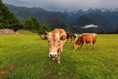 Dağlı inekler arka planda bulut ve fırtına bulutlarıyla sıralanır. Kafkas Dağları, Gürcistan 'ın Svaneti bölgesi.