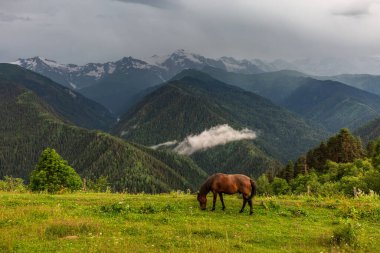 Dağları olan vahşi atlar arka planda bulutlar ve fırtına bulutları olan. Kafkas Dağları, Gürcistan 'ın Svaneti bölgesi.